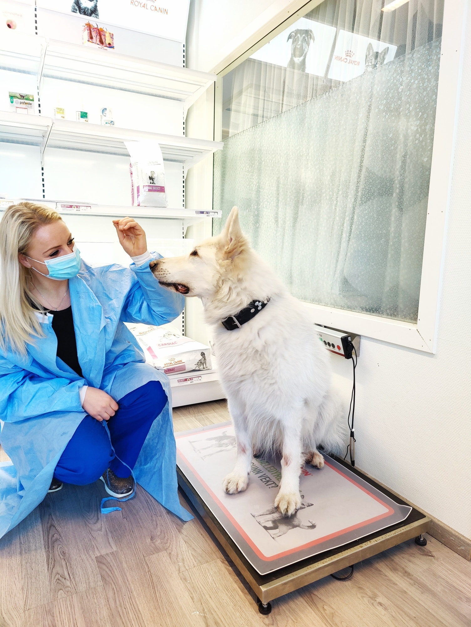 En hvit hund som sitter på vekta og blir veid hos veterinæren